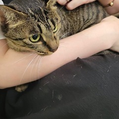 問い合わせすら無いセンター収容猫💦🆘急募🆘里親or預かりさんにな...