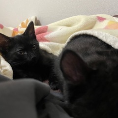 猫2匹