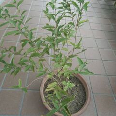 ◆コムラサキ　ムラサキシキブ(紫式部)小紫 / 苗木 1鉢 100円☆ 落葉低木 紫色の実◆の画像