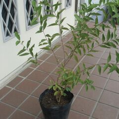 ◆コムラサキ　ムラサキシキブ(紫式部)小紫 / 苗木 1鉢 100円☆ 落葉低木 紫色の実◆の画像