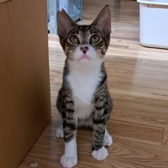 ミッキー君　目が大きくてチャーミング抱っこOK　1歳に　スレンダー　去勢済 - 松山市