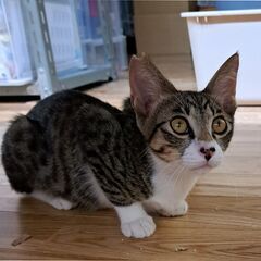 ミッキー君　目が大きくてチャーミング抱っこOK　1歳に　スレンダー　去勢済 - 猫
