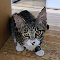 ミッキー君　目が大きくてチャーミング抱っこOK　1歳に　スレンダー　去勢済 − 愛媛県