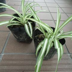 ◆オリヅルラン　1個　50円◆
