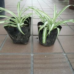 ◆オリヅルラン　1個　50円◆の画像