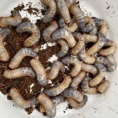 国産カブトムシ幼虫