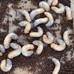 国産カブトムシ幼虫の画像