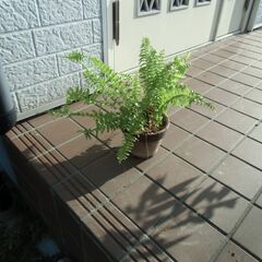 ◆ツディシダ　1鉢　50円 ◆の画像