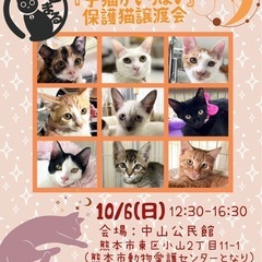 『子猫🐱がいっぱい』保護猫譲渡会