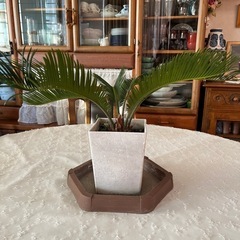 【決まりました】そてつ 蘇轍 ソテツの画像