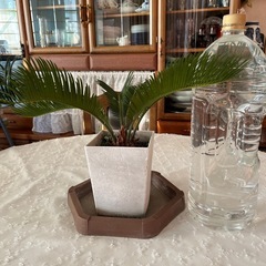 【決まりました】そてつ 蘇轍 ソテツの画像