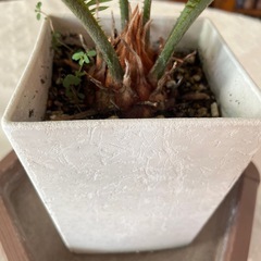 【決まりました】そてつ 蘇轍 ソテツの画像