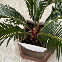 【決まりました】そてつ 蘇轍 ソテツの画像