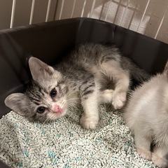 生後1ヶ月🐱猫風邪治療中ですが、とても綺麗な子達です︎💕︎