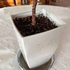 ゴムの木 フィカス？デコラトリコロール？の画像