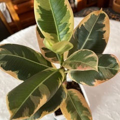 ゴムの木 フィカス？デコラトリコロール？の画像