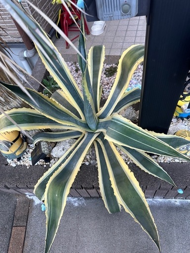 特大 アガベ 斑入り