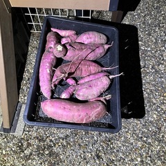 小学生以下限定　芋掘り体験の画像