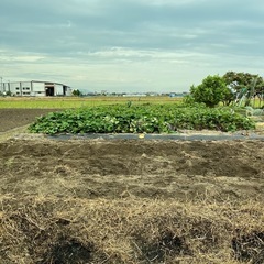 小学生以下限定　芋掘り体験の画像