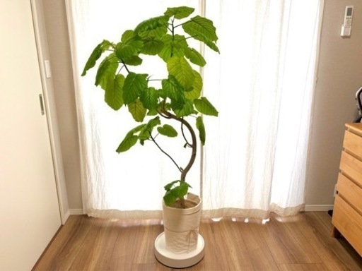 観葉植物 ウンベラータ インテリア ナチュラル 木 園芸