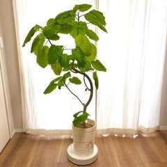 観葉植物 ウンベラータ インテリア ナチュラル 木 園芸
