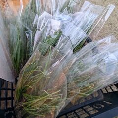 玉ねぎ苗