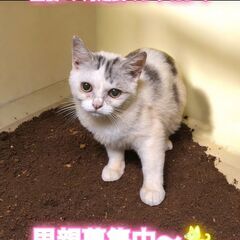 10/6(日)譲渡会。生後5ヵ月足長マンチカン♀(⋈◍＞◡＜◍)。✧♡