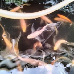 魚取沼系　鉄魚　　【引き取り限定】