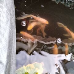 魚取沼系　鉄魚　　【引き取り限定】の画像