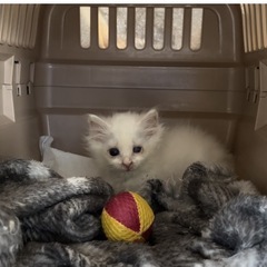 トライアル中　ふわふわ長毛白猫ちゃん − 熊本県