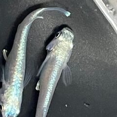 マリアージュロングフィンメダカ・メダカ の有精卵　24－22　15個＋αの画像