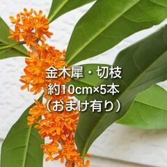 【10月13日更新】金木犀 キンモクセイ 切枝 蕾付き 5本 約...