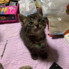 可愛い、癒し系猫ちゃんファミリーです。