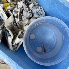 【無償出張・郵送可」 飼育できなくなった熱帯魚、水槽、アクアリウ...