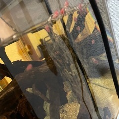 ピンクラムズホーンの画像
