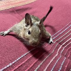 デグー（大特価）