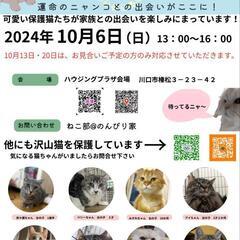 保護猫譲渡会