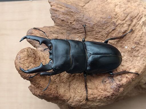 本土ヒラタ　ヒラタクワガタ　2ペア　【新成虫】　♂♀別血統   ＊交渉済み