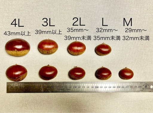完全無農薬　丹波産　丹波栗　4L以上　1kg