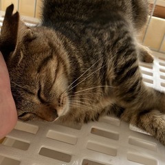 子猫五ヶ月メス一旦停止