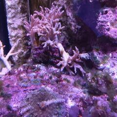 海水魚ソフトコーラルの画像