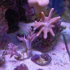 海水魚ソフトコーラルの画像