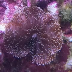 海水魚ソフトコーラルの画像