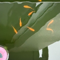 格安❗️紅帝メダカ　幼魚　10匹セット　の画像