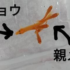 5匹めだか 楊貴妃メダカの画像