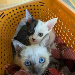 in春日井市☆子猫が沢山！保護猫をオウチに迎えよう☆2024年1...