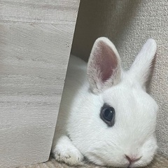 ドワーフホトの里親さん募集です