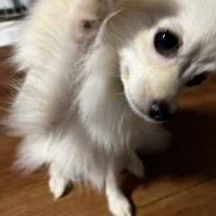 ポメ×チワワのMIX犬 - 岩国市
