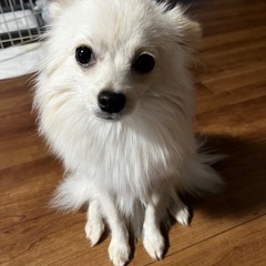 ポメ×チワワのMIX犬