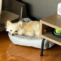 ポメ×チワワのMIX犬 − 山口県